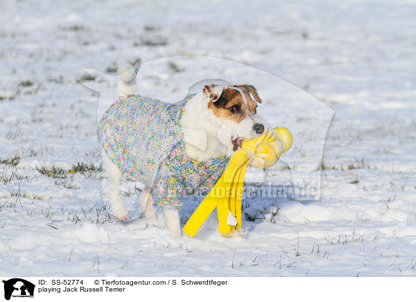 spielender Jack Russell Terrier / playing Jack Russell Terrier / SS-52774