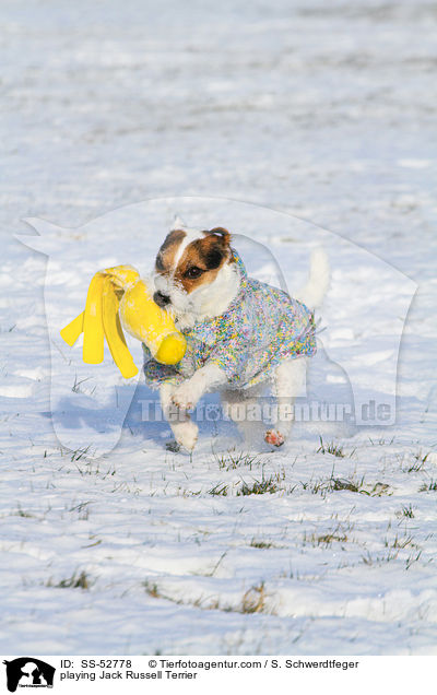 playing Jack Russell Terrier / SS-52778