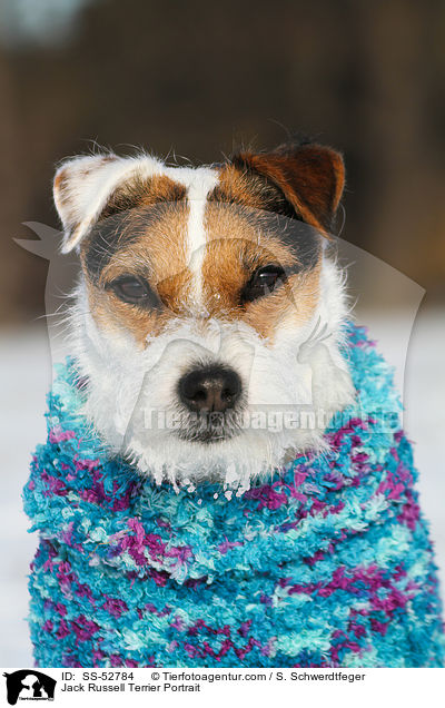 Jack Russell Terrier Portrait / SS-52784