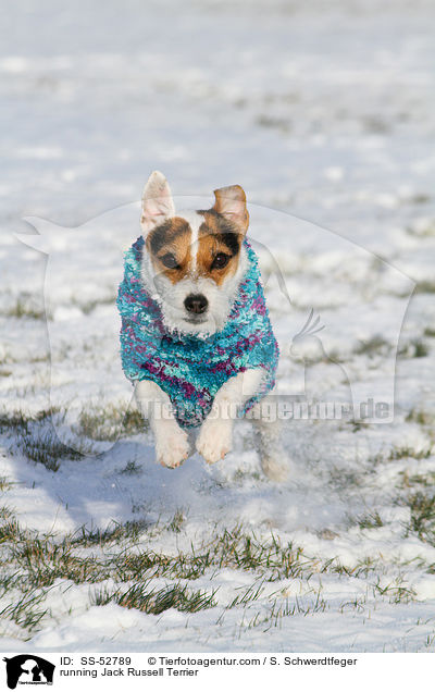 running Jack Russell Terrier / SS-52789