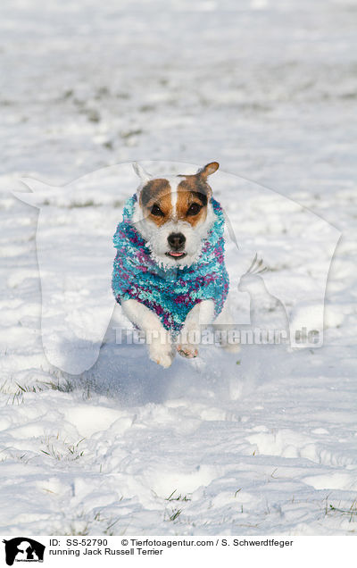 rennender Jack Russell Terrier / running Jack Russell Terrier / SS-52790