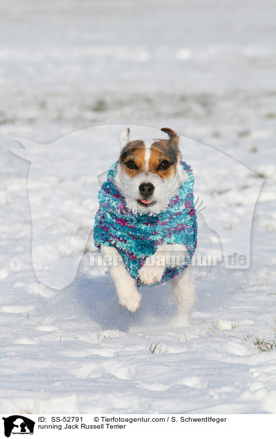 running Jack Russell Terrier / SS-52791