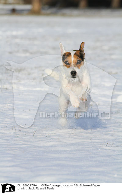 running Jack Russell Terrier / SS-52794