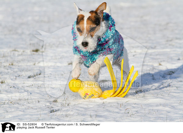 playing Jack Russell Terrier / SS-52804