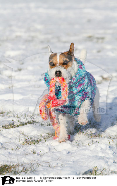 spielender Jack Russell Terrier / playing Jack Russell Terrier / SS-52814