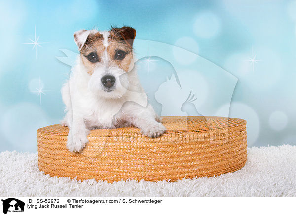 lying Jack Russell Terrier / SS-52972