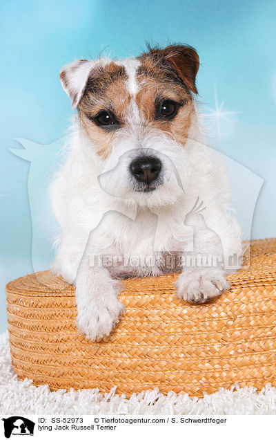 lying Jack Russell Terrier / SS-52973