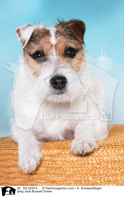 liegender Jack Russell Terrier / lying Jack Russell Terrier / SS-52974