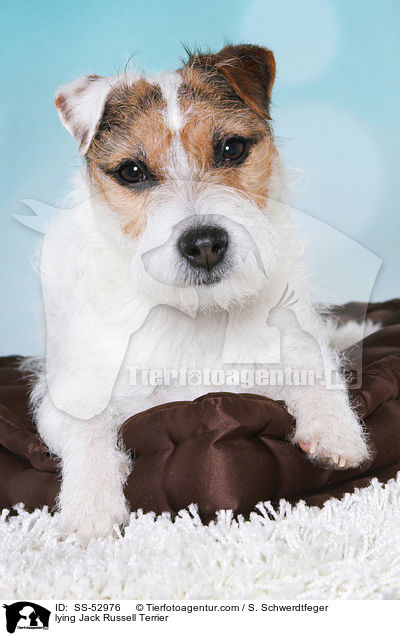 liegender Jack Russell Terrier / lying Jack Russell Terrier / SS-52976