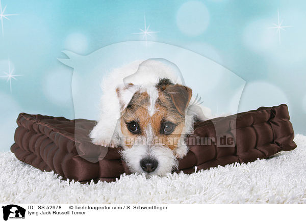liegender Jack Russell Terrier / lying Jack Russell Terrier / SS-52978