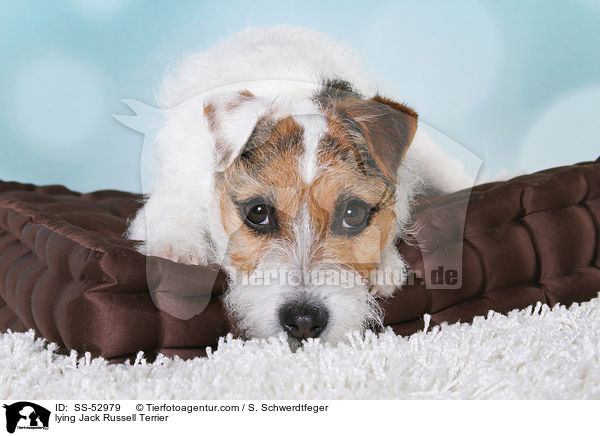 liegender Jack Russell Terrier / lying Jack Russell Terrier / SS-52979