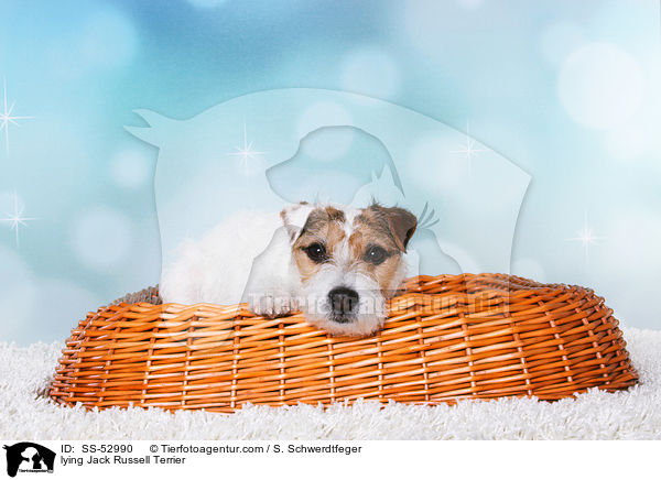 liegender Jack Russell Terrier / lying Jack Russell Terrier / SS-52990