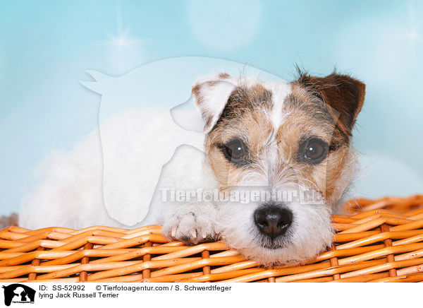 liegender Jack Russell Terrier / lying Jack Russell Terrier / SS-52992