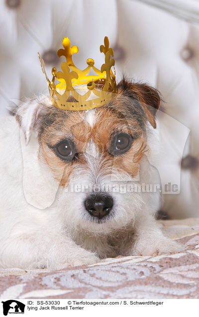liegender Jack Russell Terrier / lying Jack Russell Terrier / SS-53030