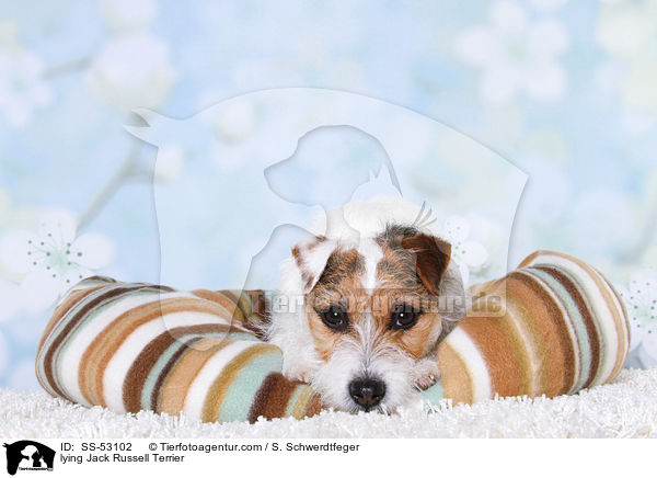 liegender Jack Russell Terrier / lying Jack Russell Terrier / SS-53102