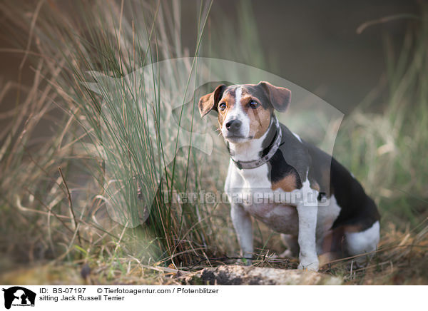 sitzender Jack Russell Terrier / sitting Jack Russell Terrier / BS-07197