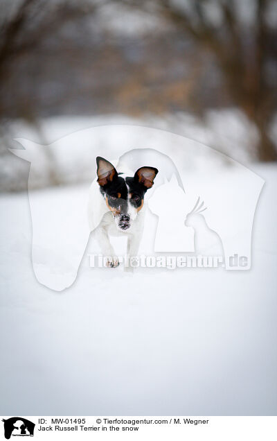 Jack Russell Terrier im Schnee / Jack Russell Terrier in the snow / MW-01495