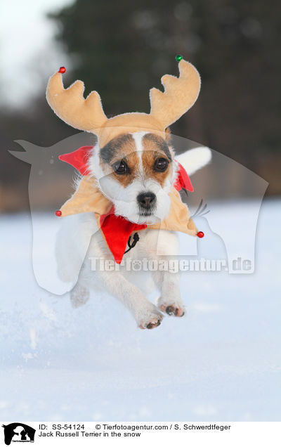 Jack Russell Terrier im Schnee / Jack Russell Terrier in the snow / SS-54124