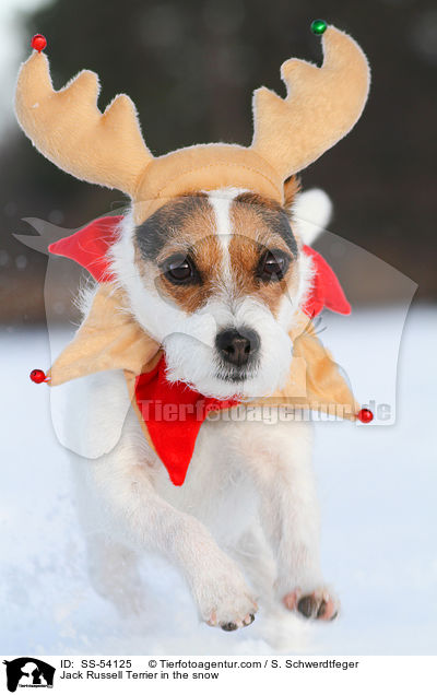 Jack Russell Terrier im Schnee / Jack Russell Terrier in the snow / SS-54125