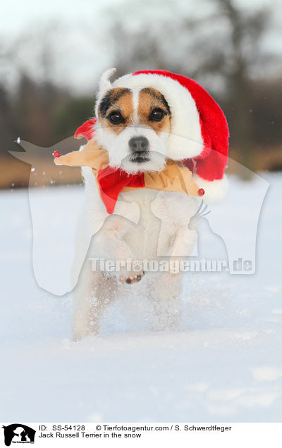 Jack Russell Terrier im Schnee / Jack Russell Terrier in the snow / SS-54128