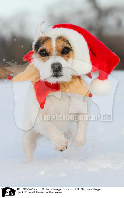 Jack Russell Terrier im Schnee / Jack Russell Terrier in the snow / SS-54129