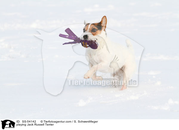 playing Jack Russell Terrier / SS-54142