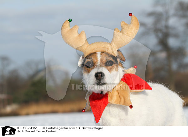 Jack Russell Terrier Portrait / Jack Russell Terrier Portrait / SS-54151