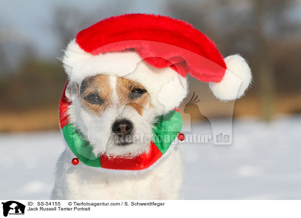 Jack Russell Terrier Portrait / Jack Russell Terrier Portrait / SS-54155