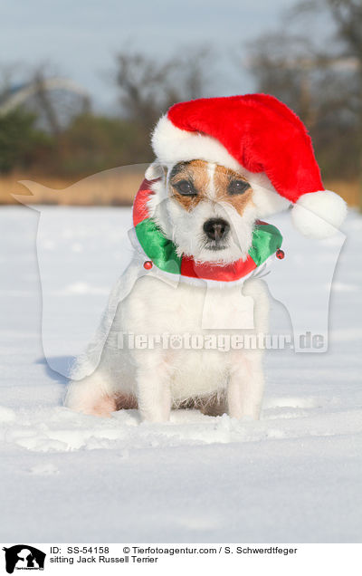 sitzender Jack Russell Terrier / sitting Jack Russell Terrier / SS-54158