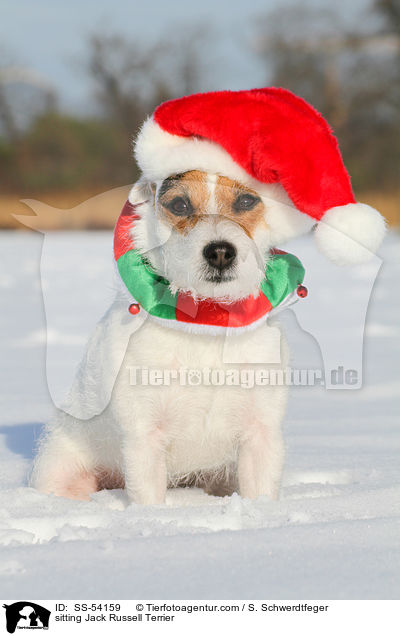 sitzender Jack Russell Terrier / sitting Jack Russell Terrier / SS-54159