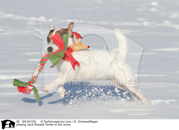 spielender Jack Russell Terrier im Schnee / playing Jack Russell Terrier in the snow / SS-54160