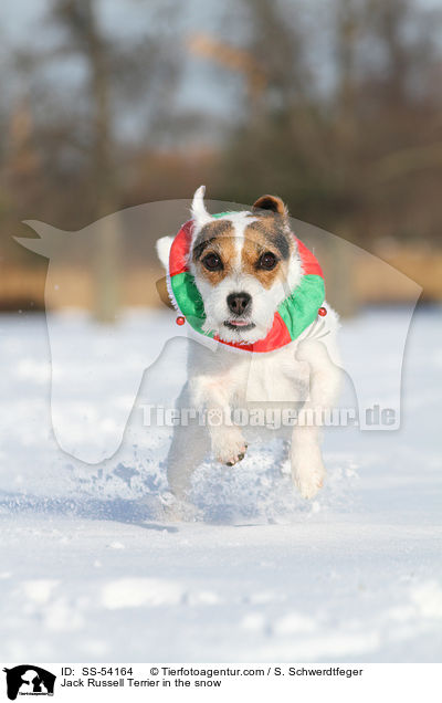 Jack Russell Terrier im Schnee / Jack Russell Terrier in the snow / SS-54164