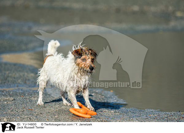 Jack Russell Terrier / Jack Russell Terrier / YJ-14800