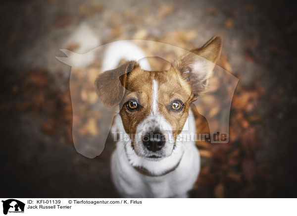 Jack Russell Terrier / Jack Russell Terrier / KFI-01139