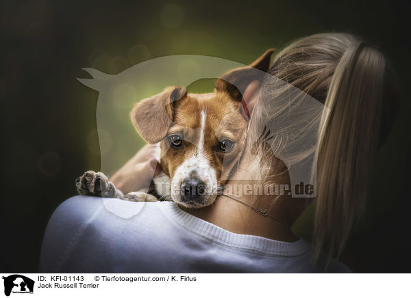 Jack Russell Terrier / Jack Russell Terrier / KFI-01143