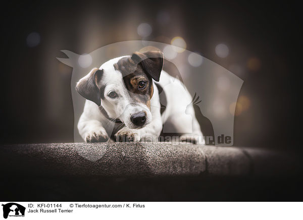 Jack Russell Terrier / Jack Russell Terrier / KFI-01144