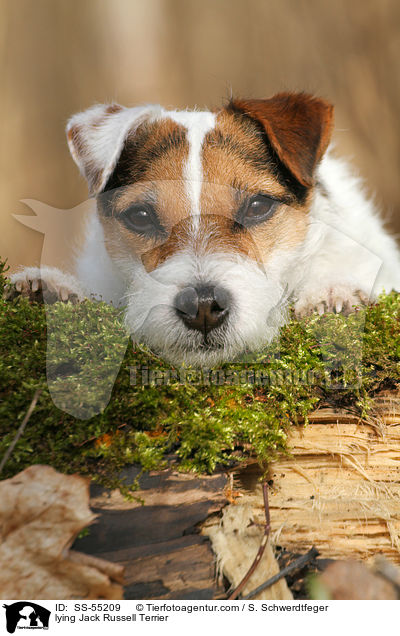 liegender Jack Russell Terrier / lying Jack Russell Terrier / SS-55209