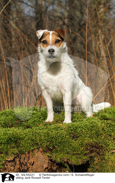sitzender Jack Russell Terrier / sitting Jack Russell Terrier / SS-55221