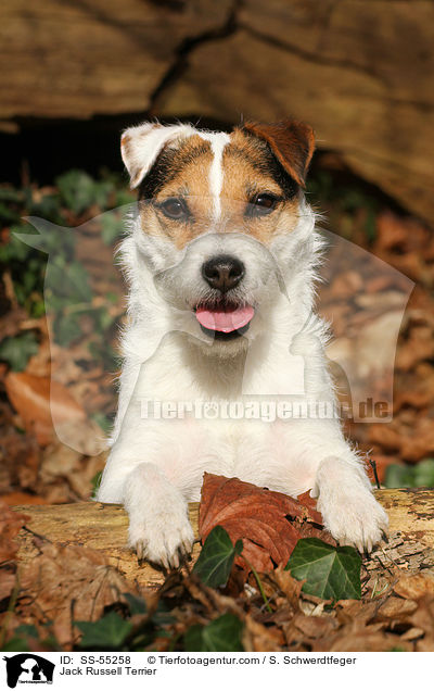 Jack Russell Terrier / Jack Russell Terrier / SS-55258