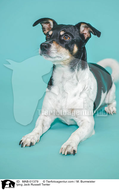 liegender Jack Russell Terrier / lying Jack Russell Terrier / MAB-01379