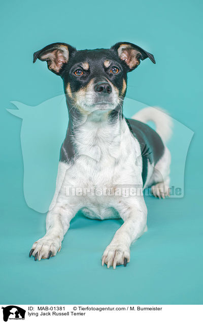 liegender Jack Russell Terrier / lying Jack Russell Terrier / MAB-01381
