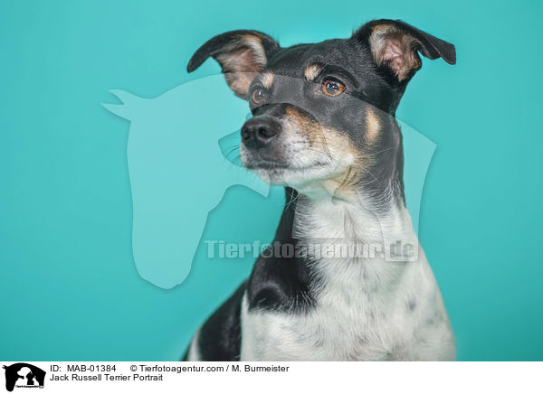 Jack Russell Terrier Portrait / Jack Russell Terrier Portrait / MAB-01384