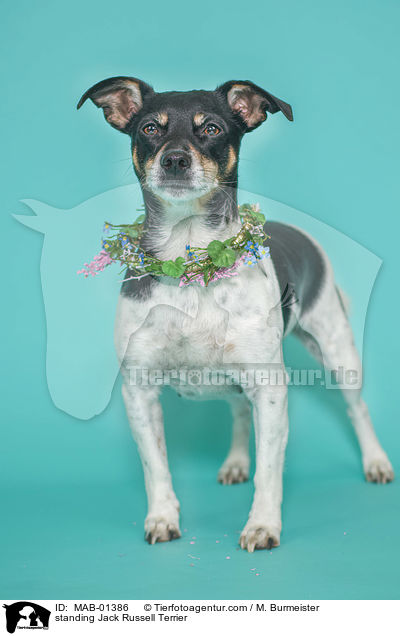 stehender Jack Russell Terrier / standing Jack Russell Terrier / MAB-01386