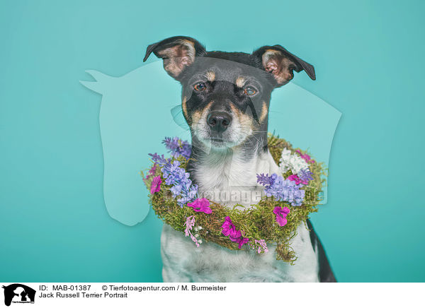 Jack Russell Terrier Portrait / Jack Russell Terrier Portrait / MAB-01387