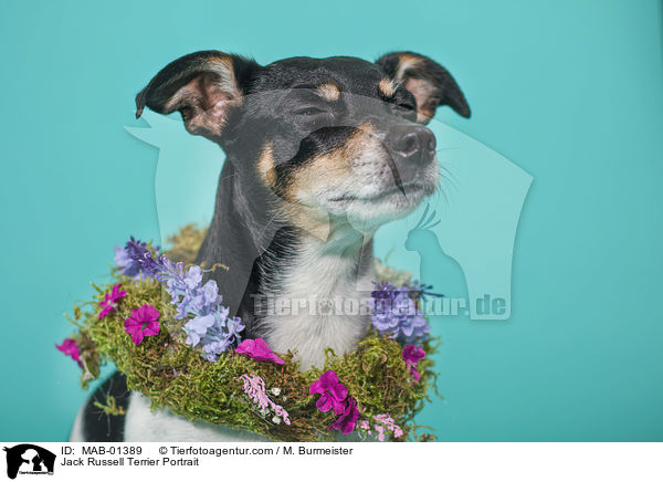 Jack Russell Terrier Portrait / Jack Russell Terrier Portrait / MAB-01389
