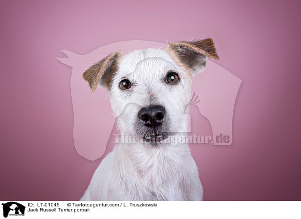Jack Russell Terrier Portrait / Jack Russell Terrier portrait / LT-01045