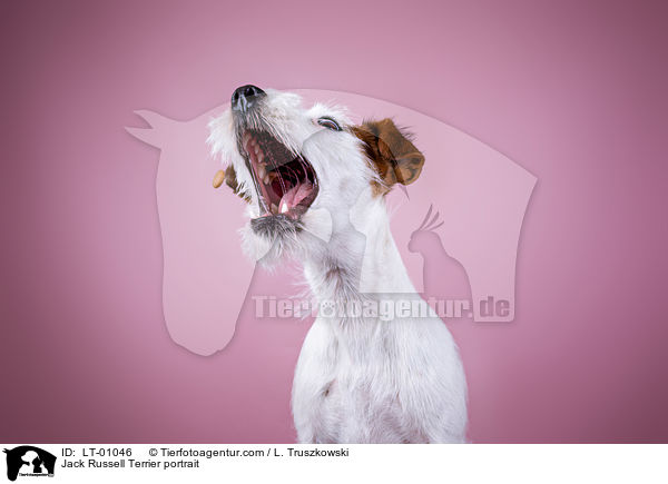 Jack Russell Terrier Portrait / Jack Russell Terrier portrait / LT-01046