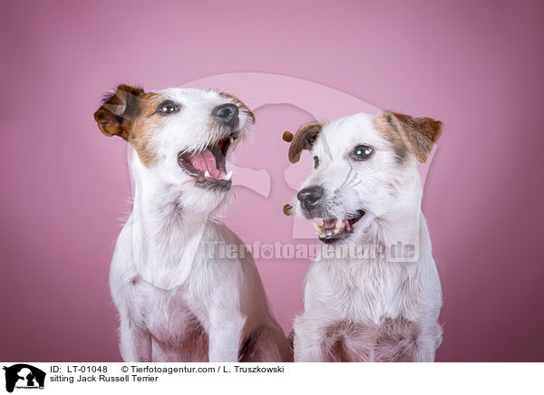 sitzende Jack Russell Terrier / sitting Jack Russell Terrier / LT-01048