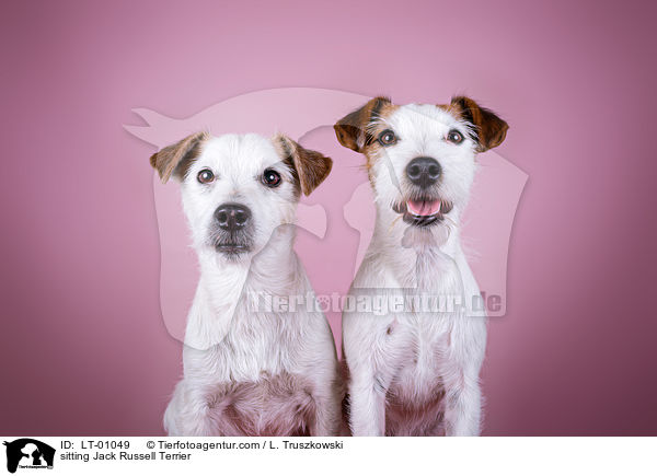 sitzende Jack Russell Terrier / sitting Jack Russell Terrier / LT-01049