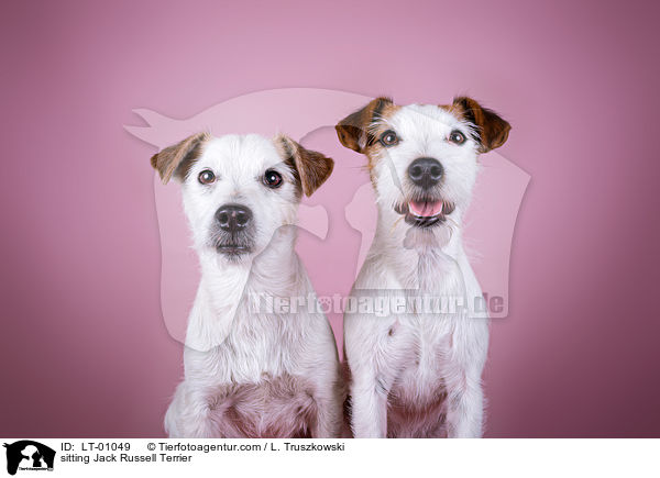 sitting Jack Russell Terrier / LT-01049